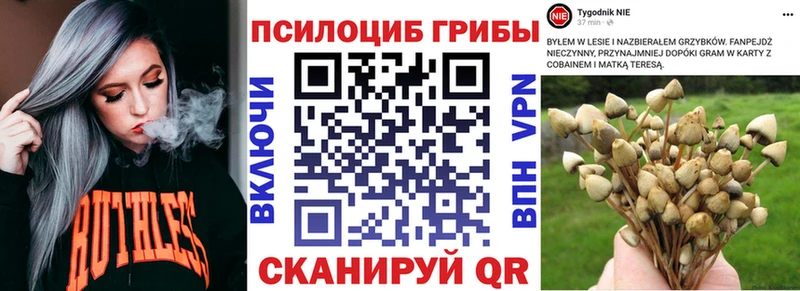 Псилоцибиновые грибы Cubensis Хвалынск